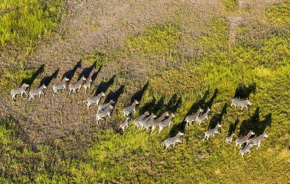 Drone Video Transmitter For Smart Wildlife Conservation