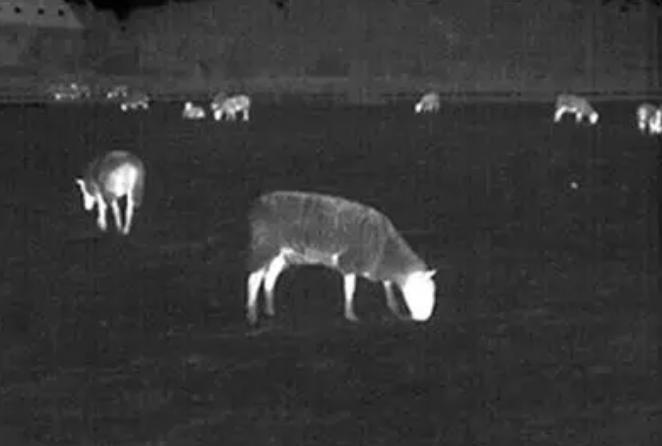 UAV Video Transmitter For Smart Wildlife Conservation