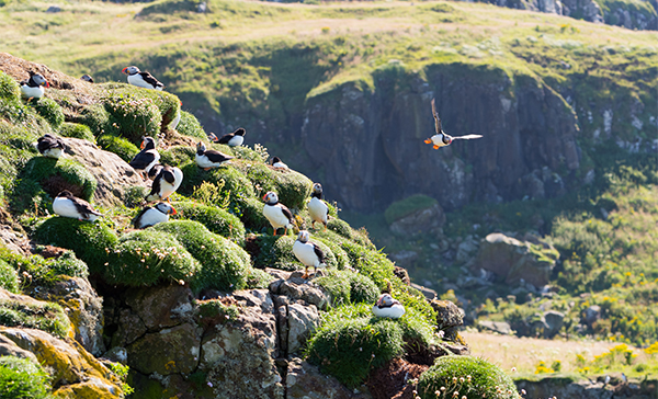Drones, Infrared Detector and Video Transmitter For Smart Wildlife Conservation