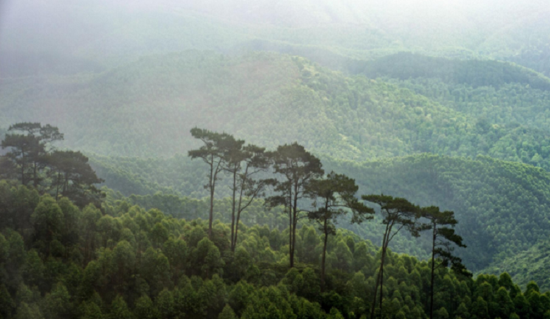 forest